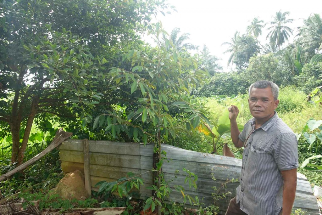 Größere Durian-Pflanze
